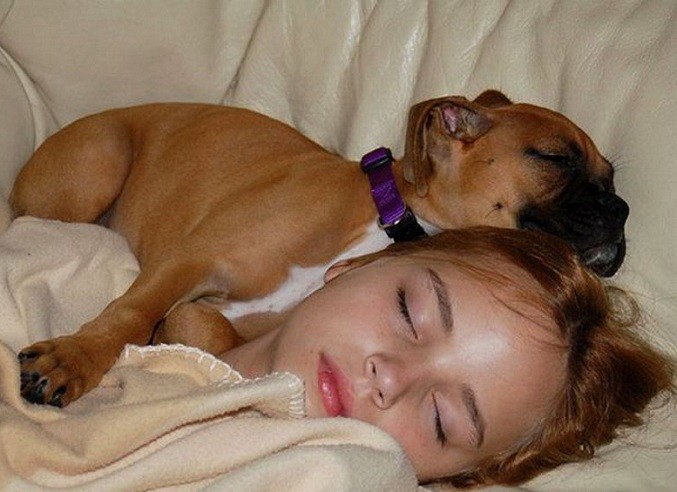 sleeping girl boxer puppy