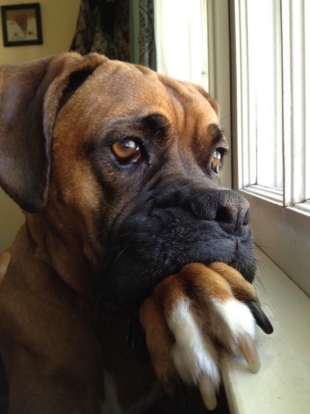 waiting boxer dog photo
