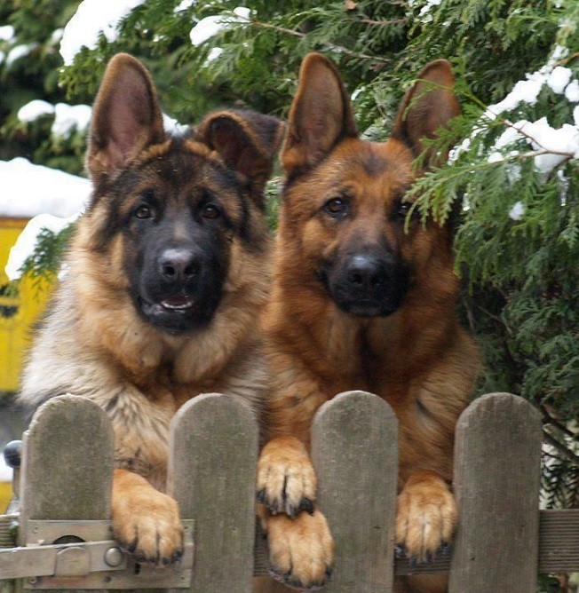 waiting german shepherds fence tree