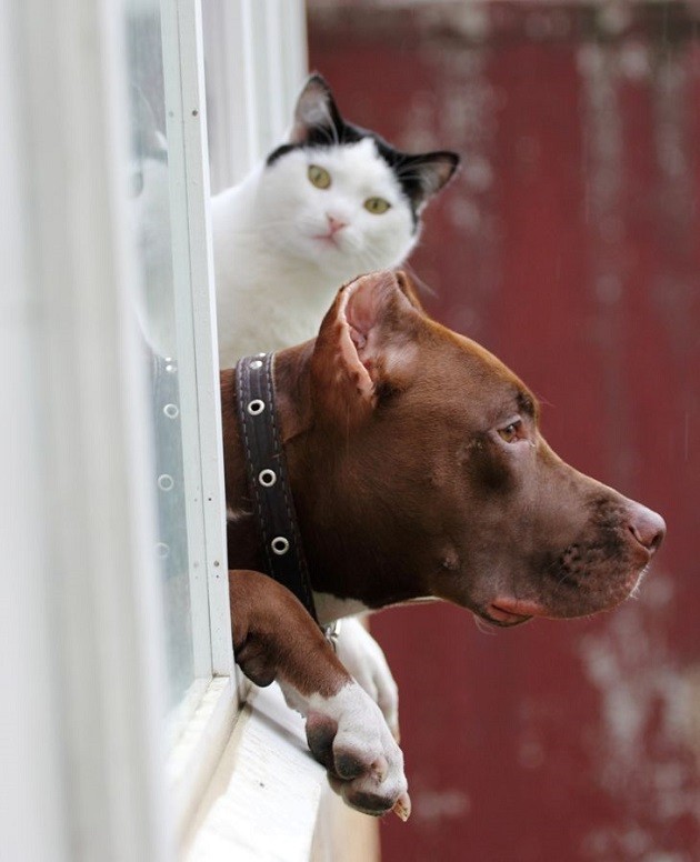 waiting pit bull cat fun