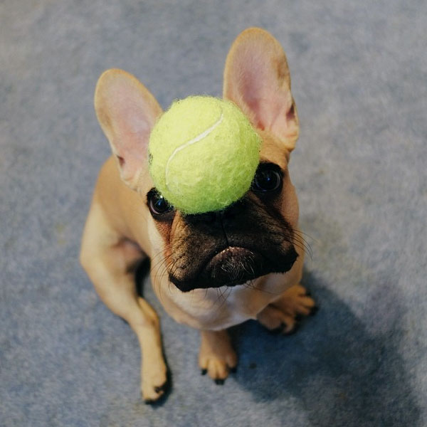 French Bulldog ball