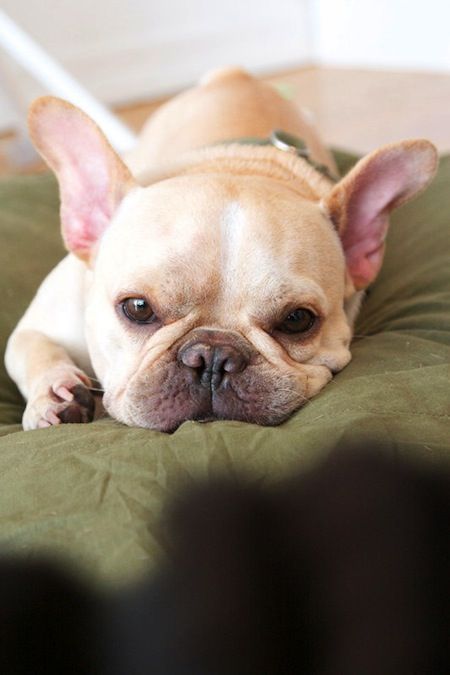 French Bulldog dog sad