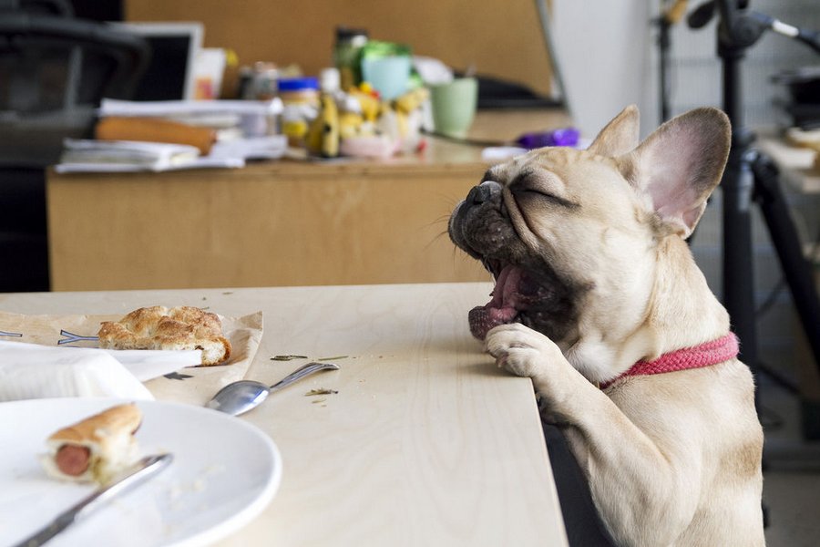 French Bulldog hungry