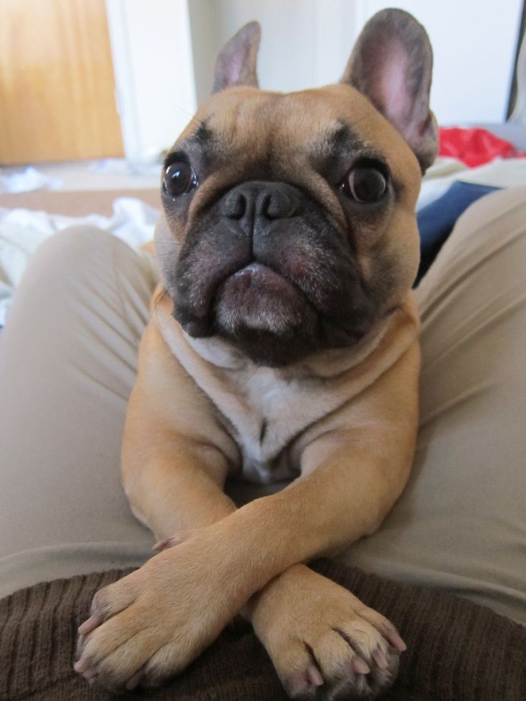 French Bulldog photo