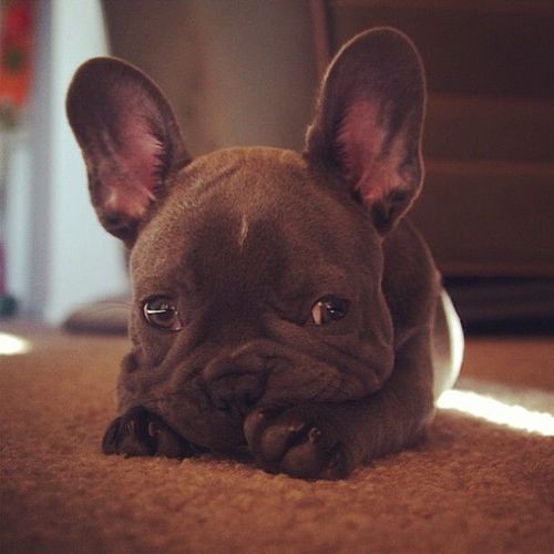 French Bulldog puppy face