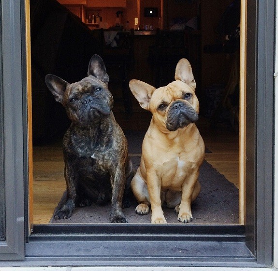 French Bulldogs door