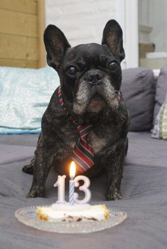 French Bulldogs senior