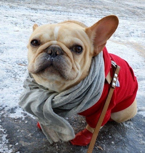 French Bulldogs winter