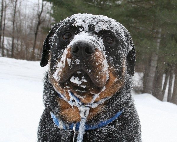 Rottweiler in snow