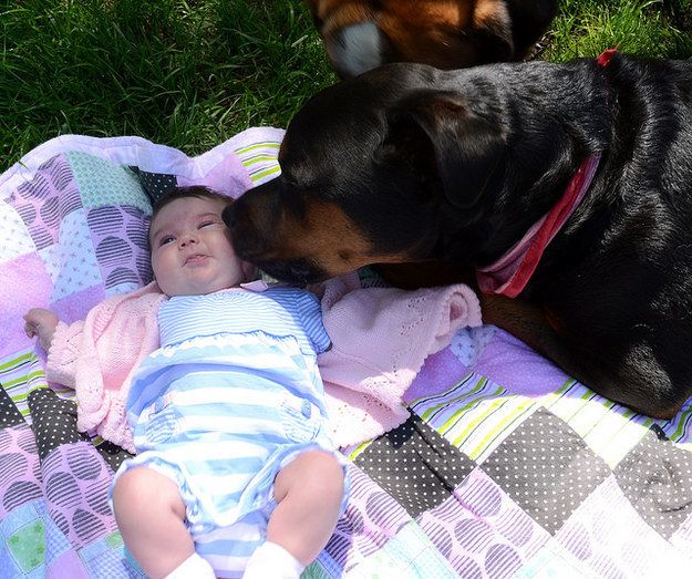 Rottweiler kissing baby