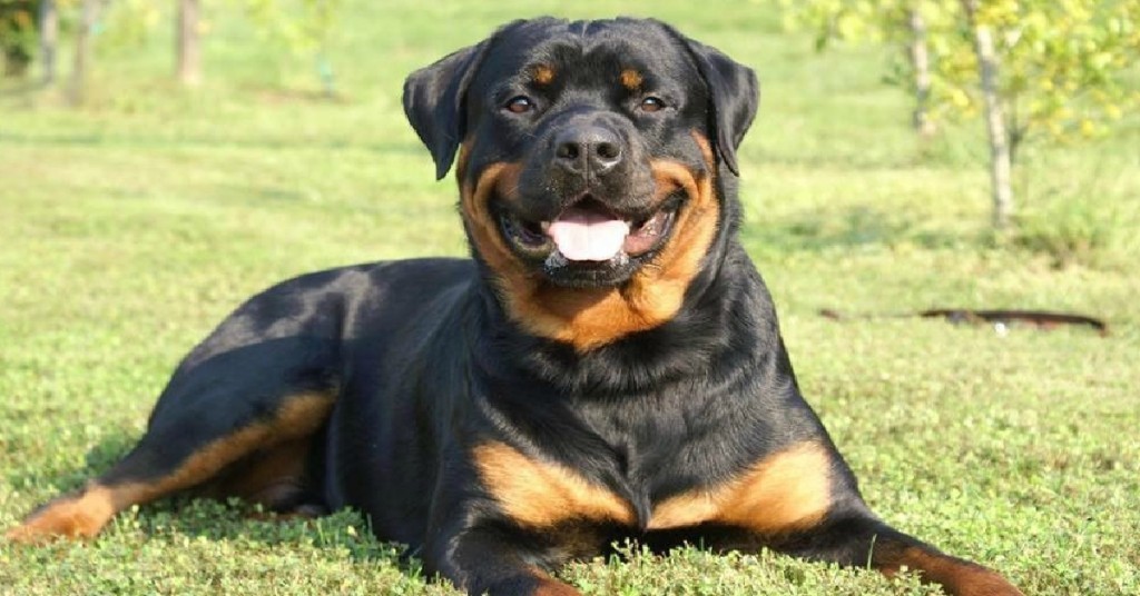 Rottweiler-on-grass_edited