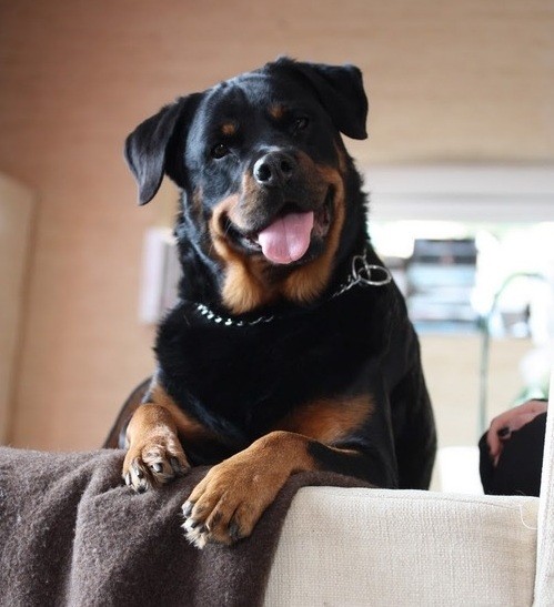 Rottweiler playful