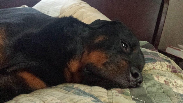 Rottweiler sad dog