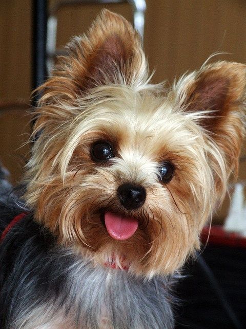 Yorkshire Terrier dog