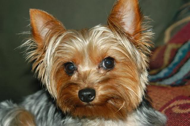 Yorkshire-Terrier-eyes.jpg