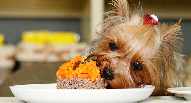 20 Things All Yorkie Owners Must Never Forget