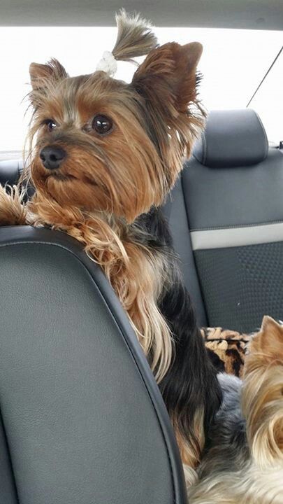 Yorkshire Terrier in car