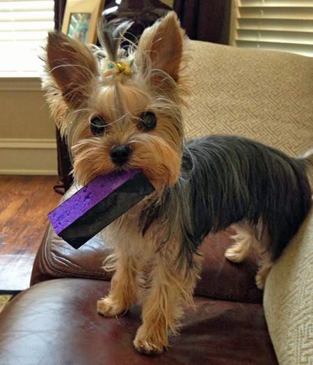 Yorkshire Terrier playing