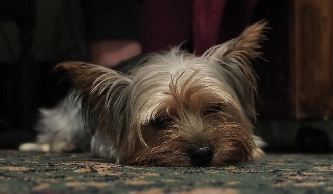 Yorkshire Terriers rest