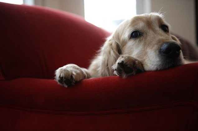 alone golden retriever rest