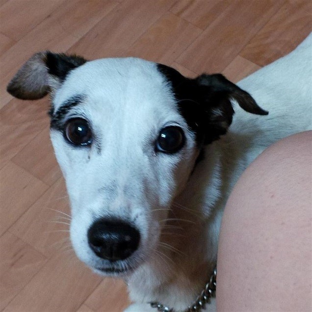 amazing face jack russell face cute