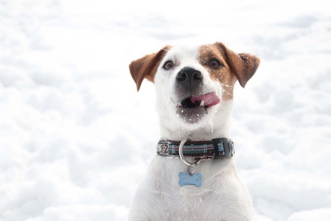 amazing jack russell snow