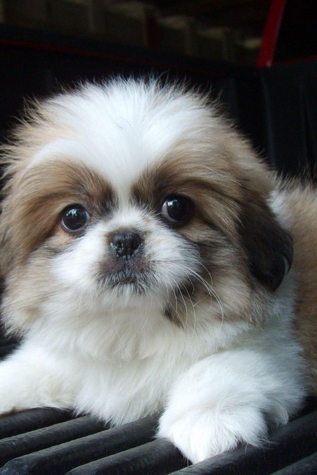 amazing shih tzu face