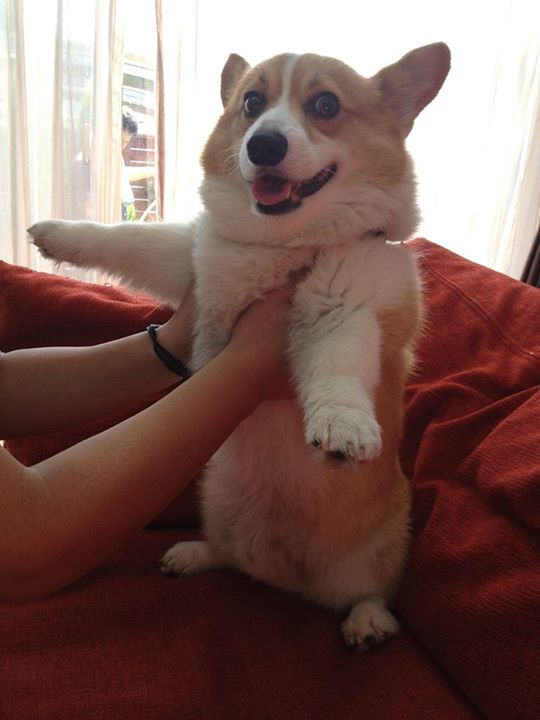 awesome corgi pics funny