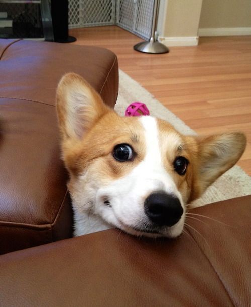 awesome corgi pics