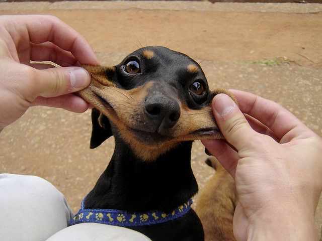 awesome dachshund photo