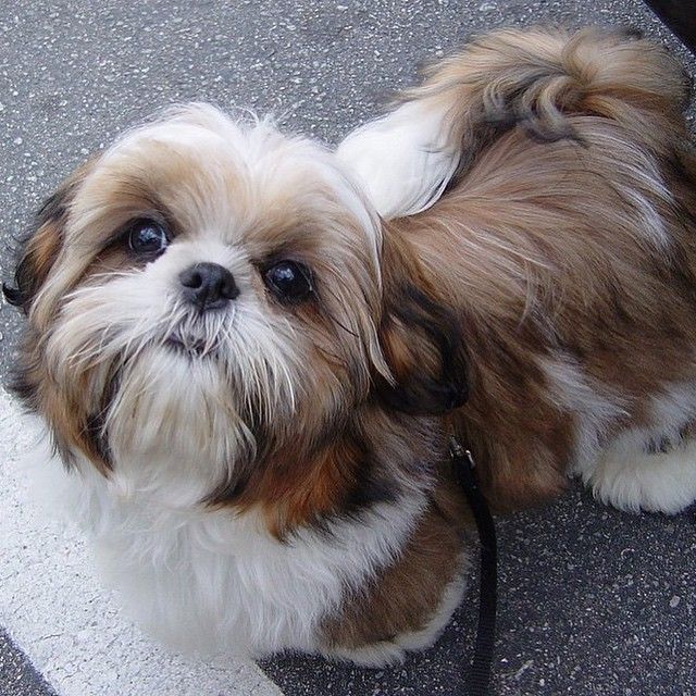 awesome dog shih tzu photo