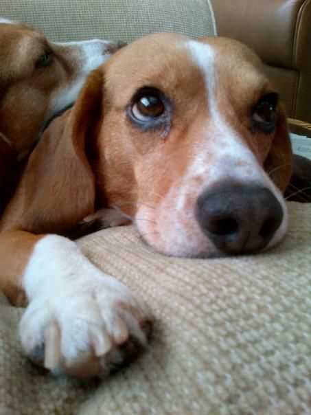 beagle eyes cute pics photography