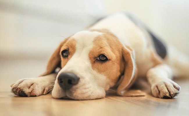 beagle photography face sad pics