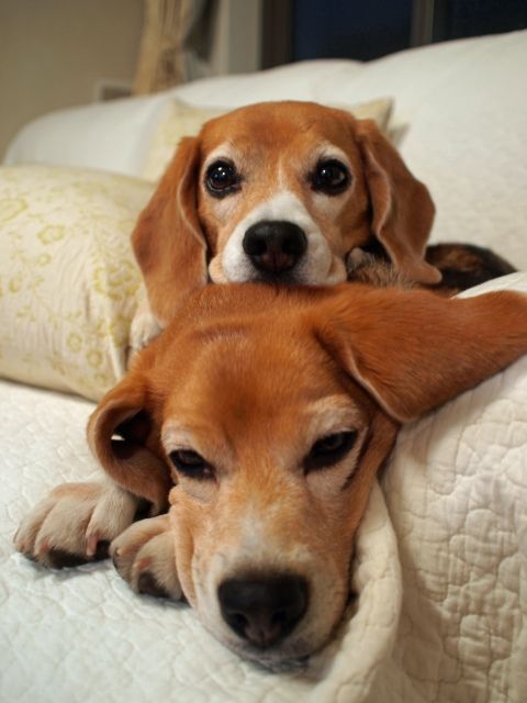 beagles friends photo faces staring