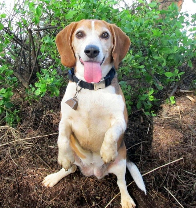 begging funny beagle sitting pics