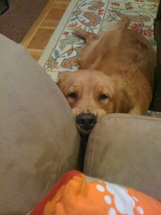 begging golden retriever face sofa