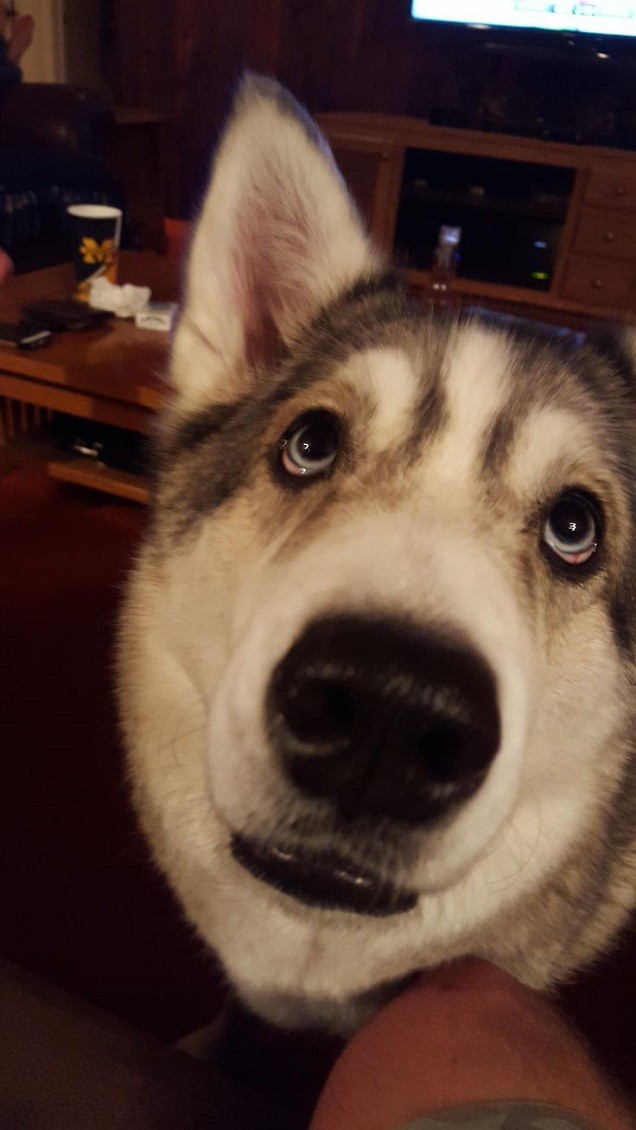 begging husky face