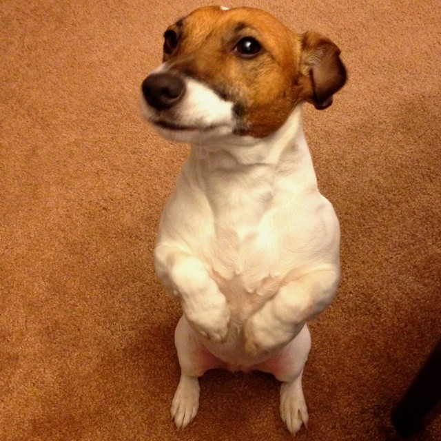 begging jack russell photo