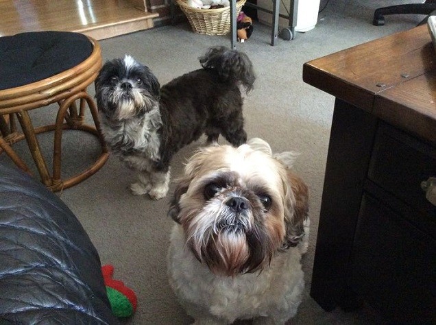 begging shih tzus