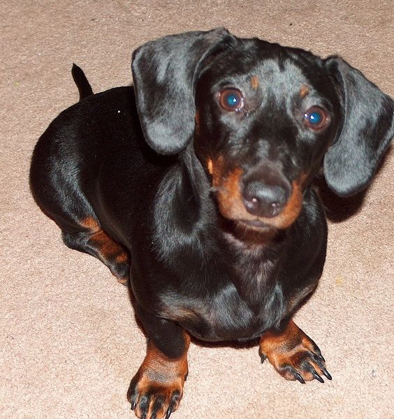black dachshund eyes photo dog