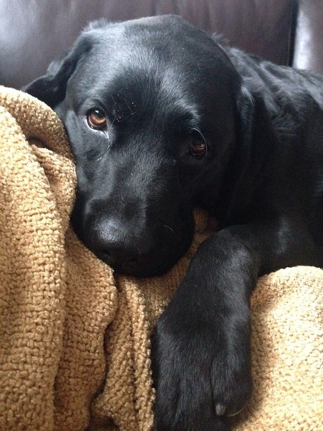 black lab dog face eyes pics