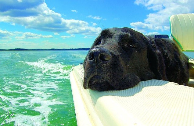 black lab trip boat