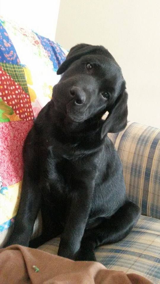 black labrador pics thinking