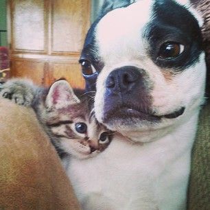 boston-terrier-and-cat