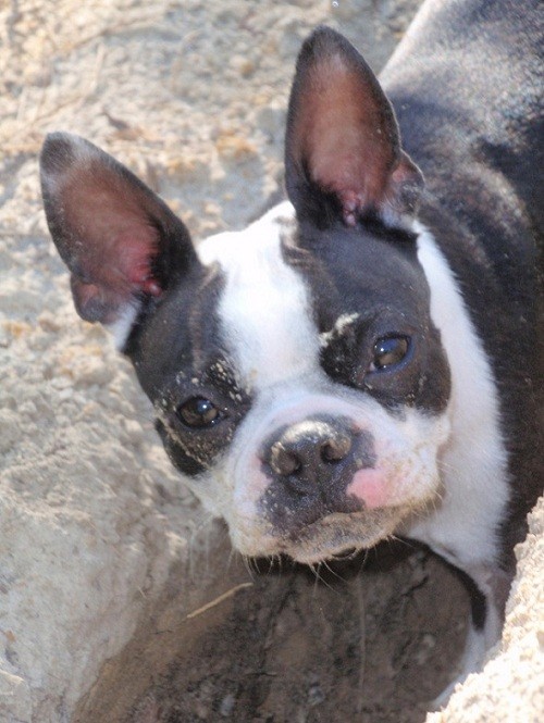 boston terrier dirty