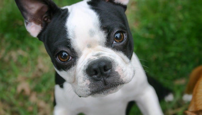 boston-terrier-eyes