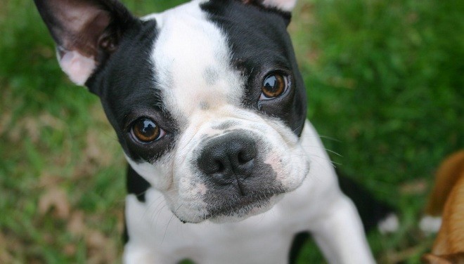 boston-terrier-eyes.jpg