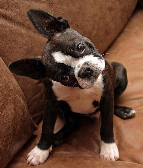 boston-terrier-head-tilt