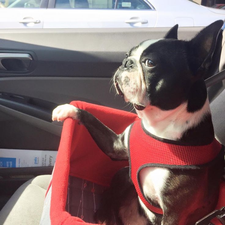 boston terrier in car