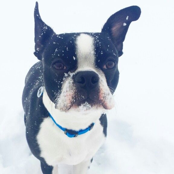 boston-terrier-snow